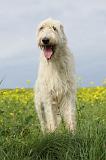 IRISH WOLFHOUND 069